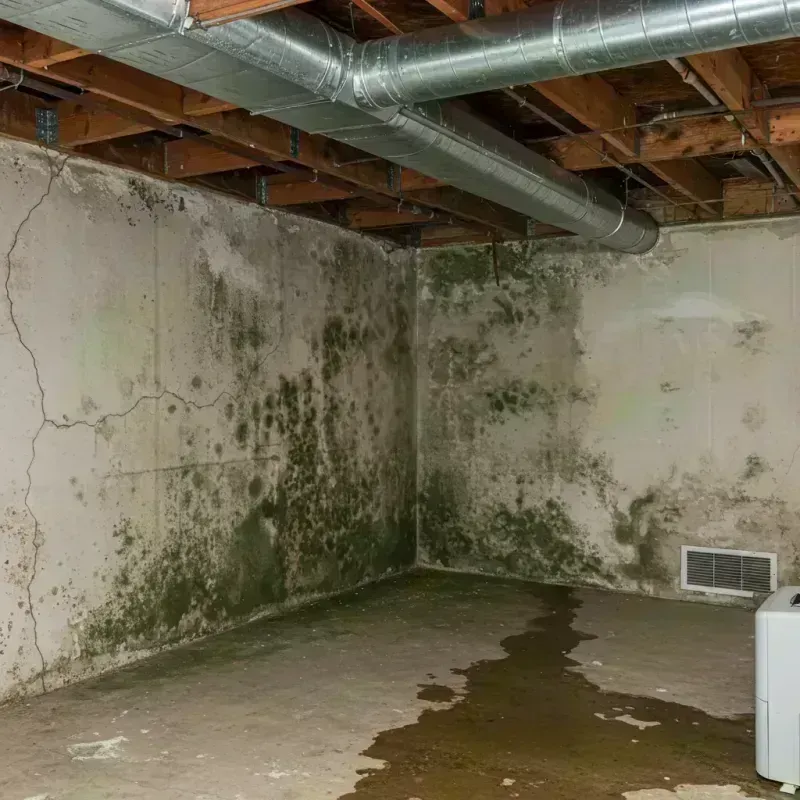 Professional Mold Removal in Sedgwick County, CO